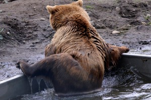 BROWN BEARS RESCUE IN GERMANY