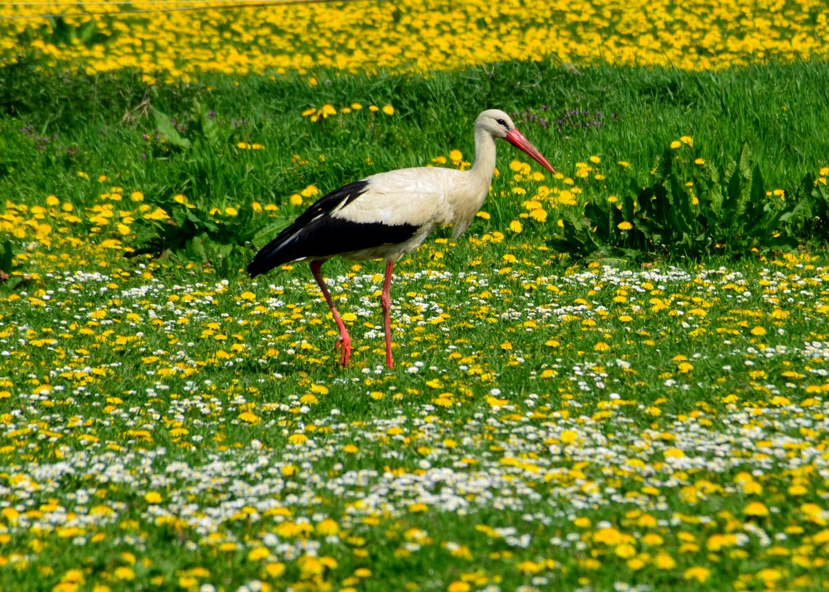 Storch