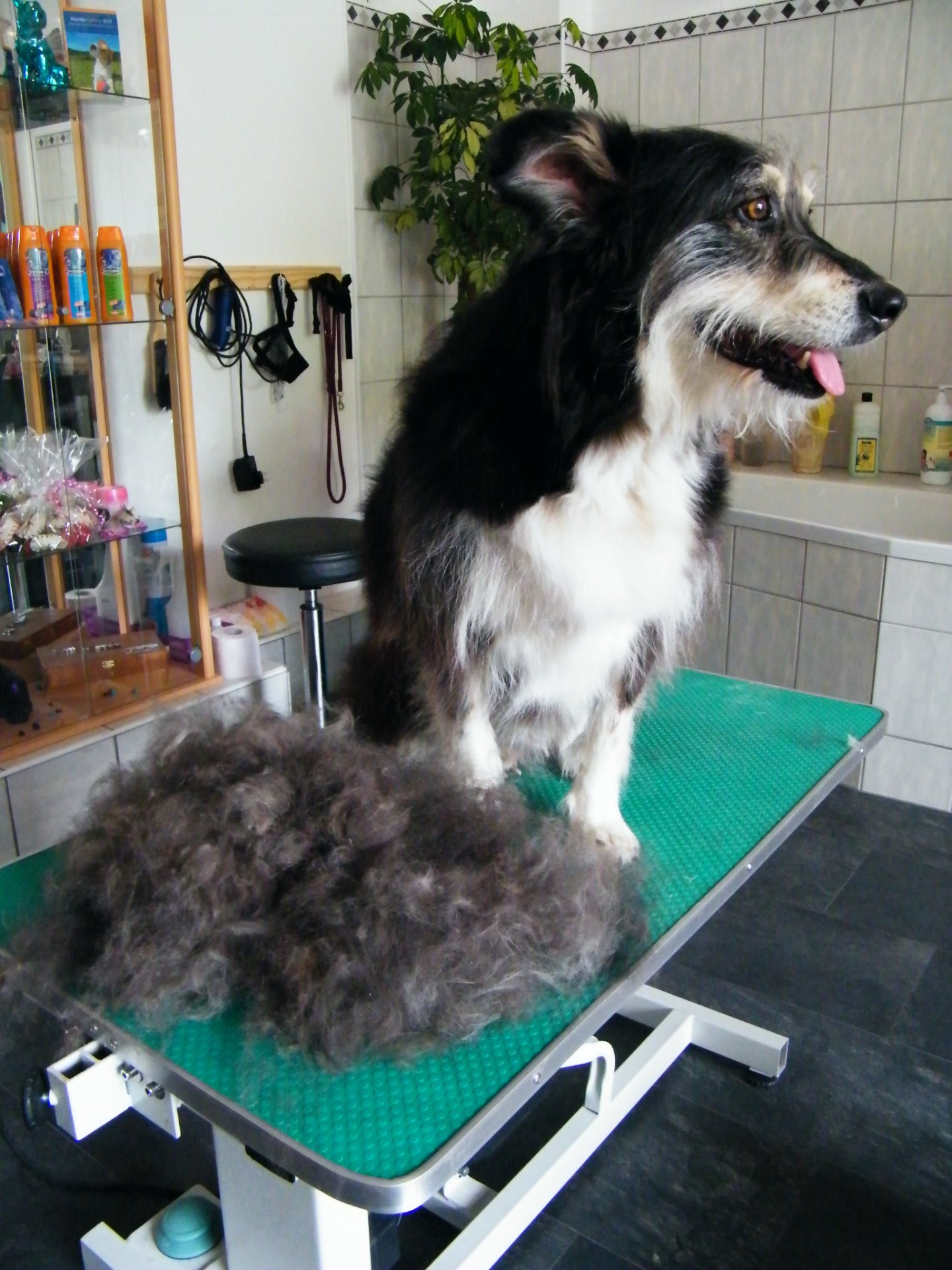 Hund