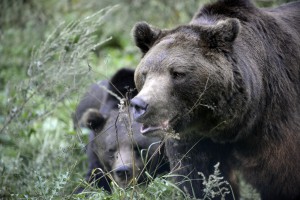 Bear Transfer to BWM 2012