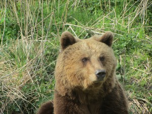 Bear Mary | 2014 | BWM