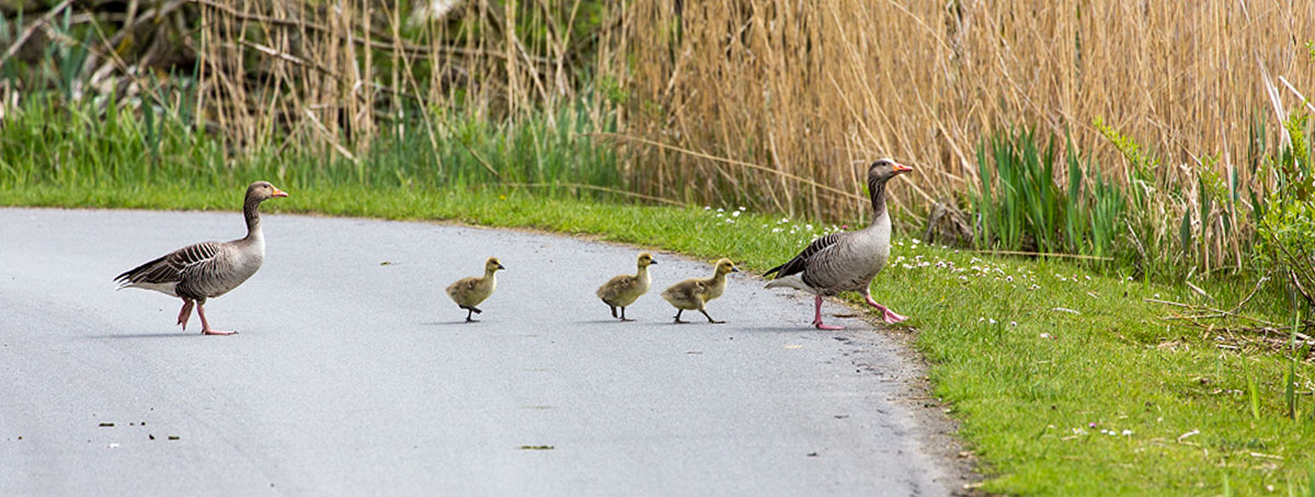 Familien