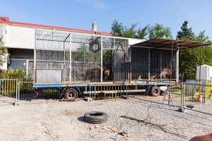 Baer im Zirkus Luna