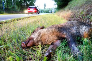 Wildunfall auf Landstraße