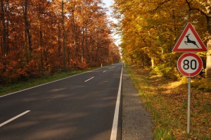 Herbstliche Landstrae