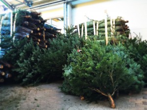 Christmas tree shopping