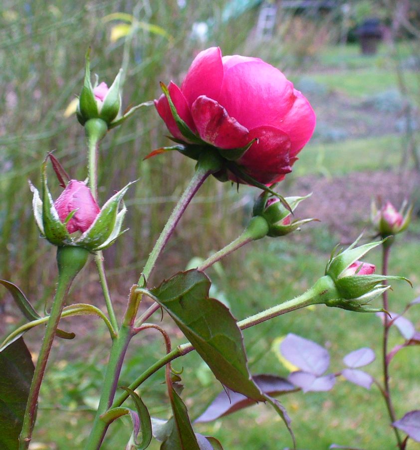 Rose im Dezember 2015