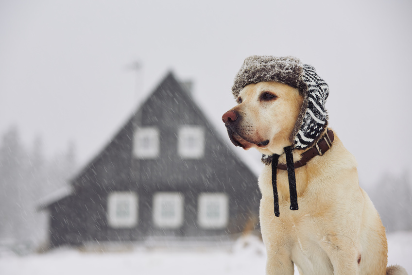 Dog with cap in winter