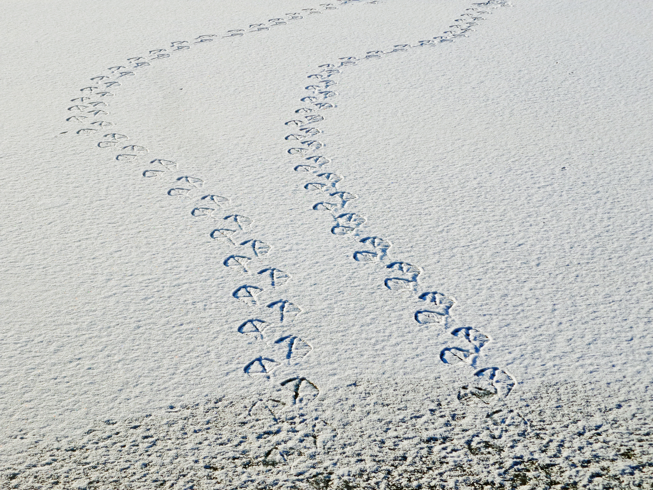 Spuren im Schnee_1