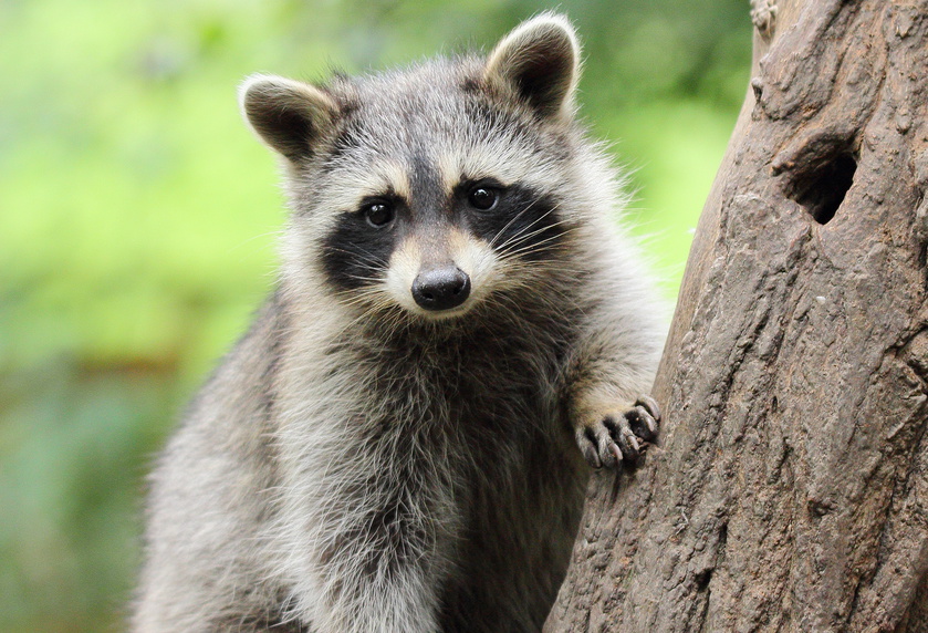 Kleiner Waschbär an Baum