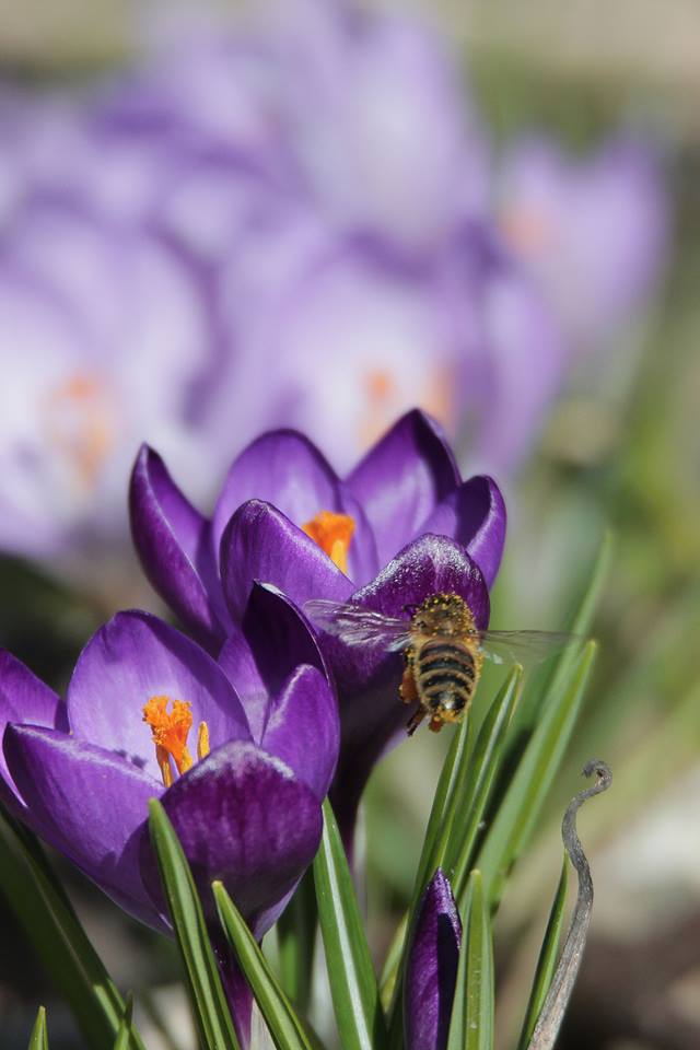 Bienen