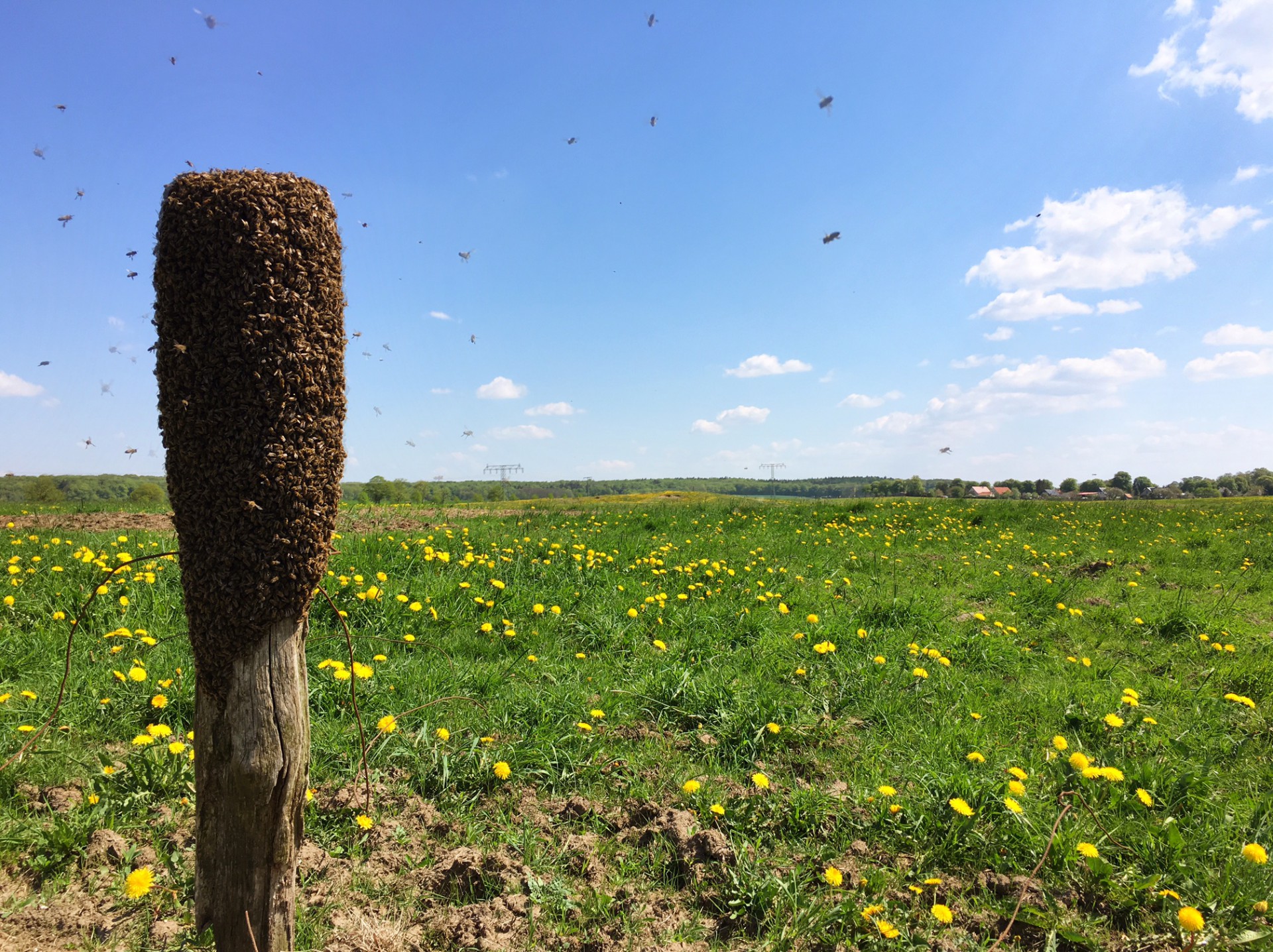 Bienen