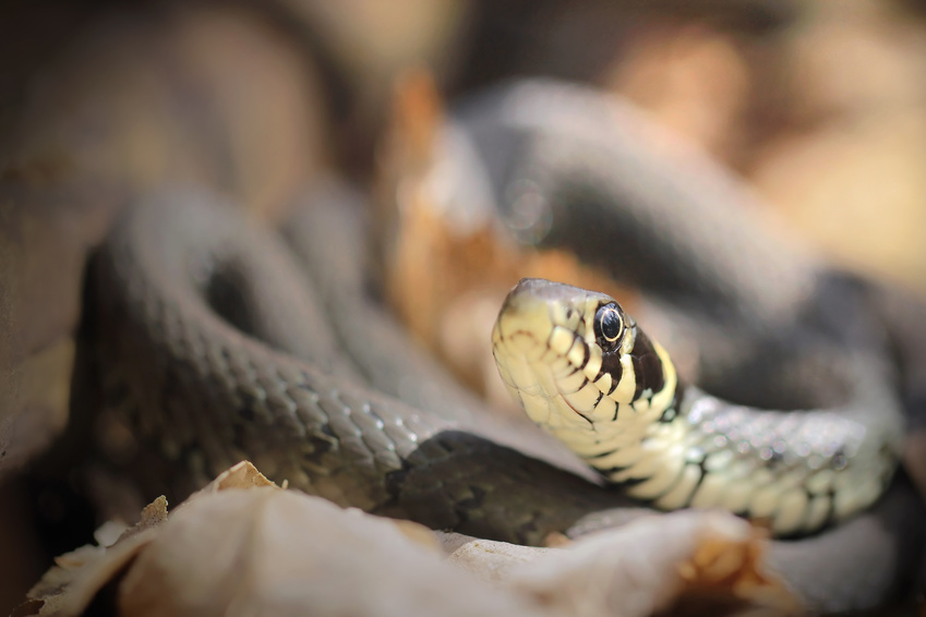 Natrix natrix, Grass snake