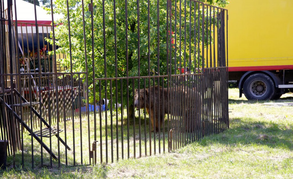 Circus Bear Baloo Poland | 2016