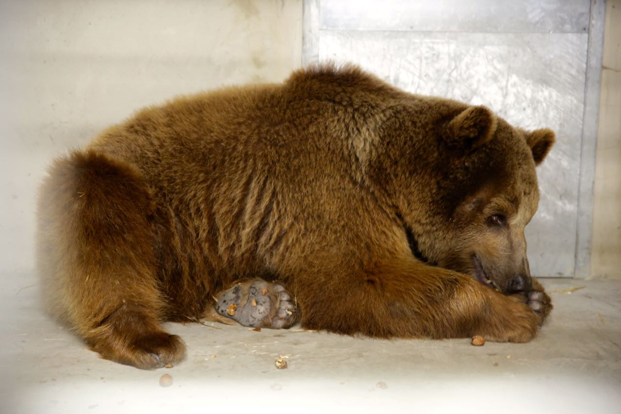 Circus Bear Baloo Poland 2016