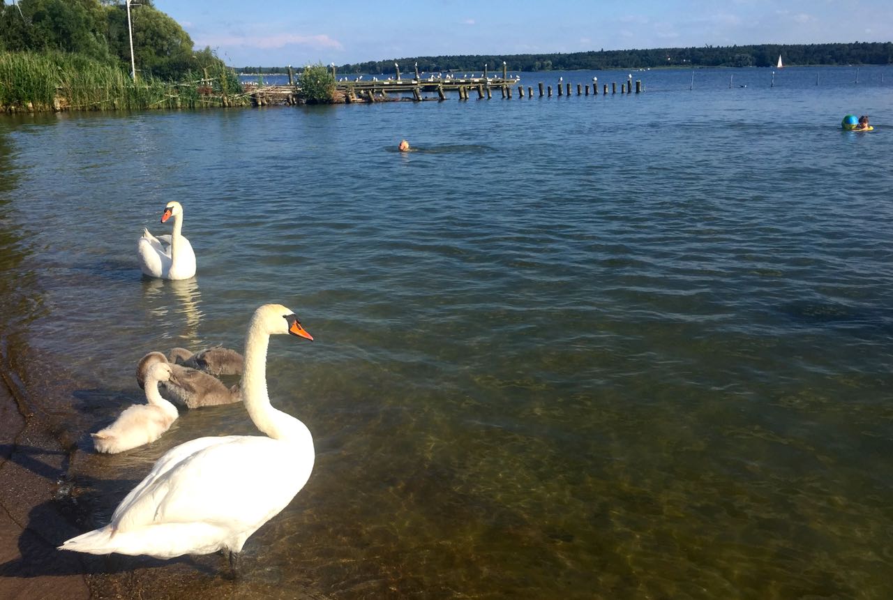 Schwan
