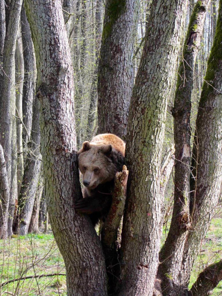 baer1