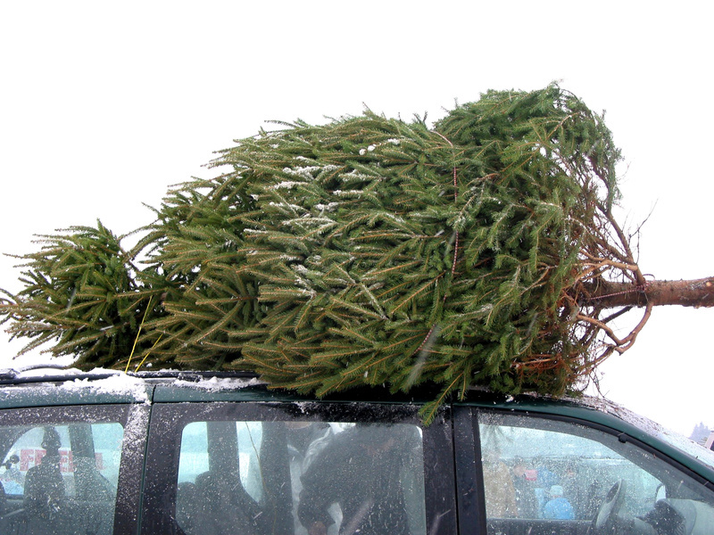 Huge Christmas tree