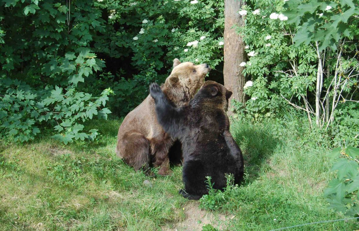 otto-und-maschacbaerenwaldmueritz