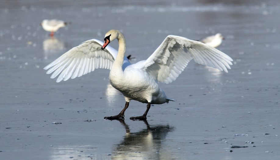 Swan landing on the ice of a frozen river Danube, in Belgrade, Zemun, Serbia.