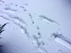 schnee