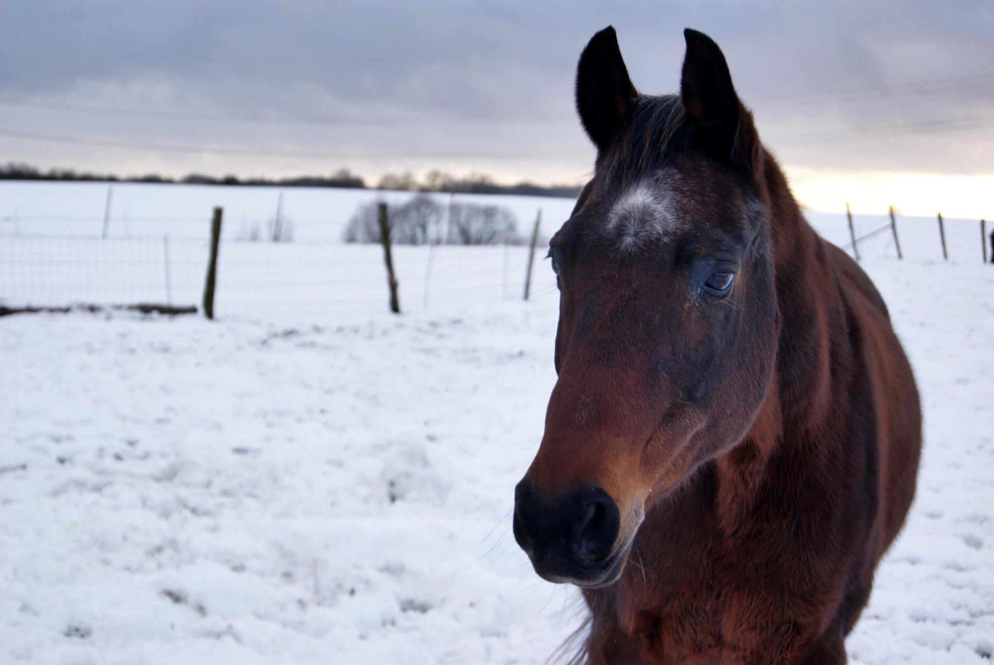 pferd