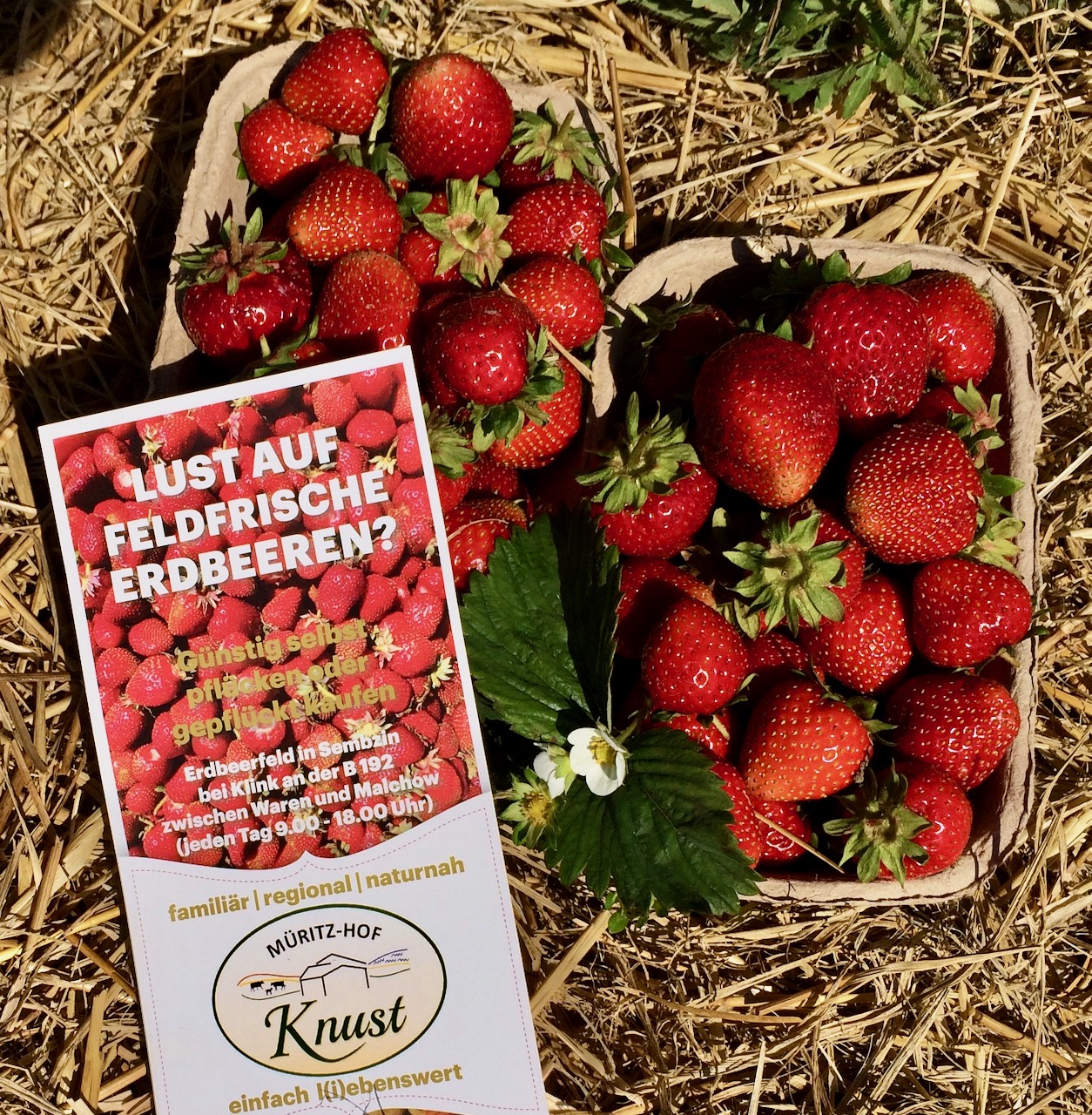 (Reklame) Ab ins Feld – Erdbeeren laden nun zum Pflück-Rausch » Wir ...