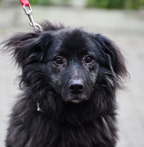 &quot;Müritzer für Tiere&quot; will auch ältere Hunde glücklich machen » Wir sind