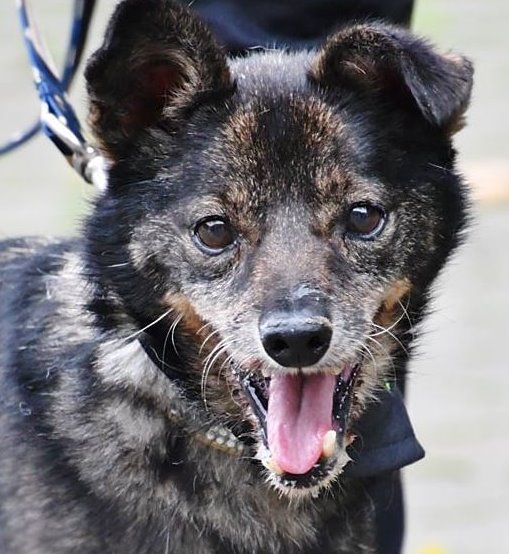 Müritzer haben ein großes Herz für alte Hunde » Wir sind MüritzerWir