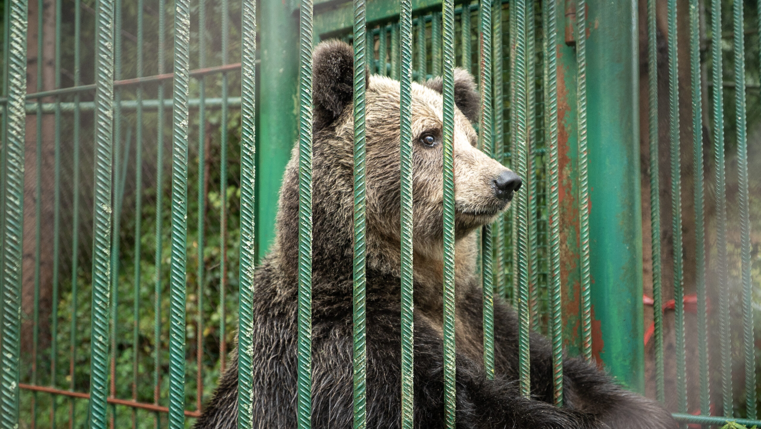 Baer2-scaled