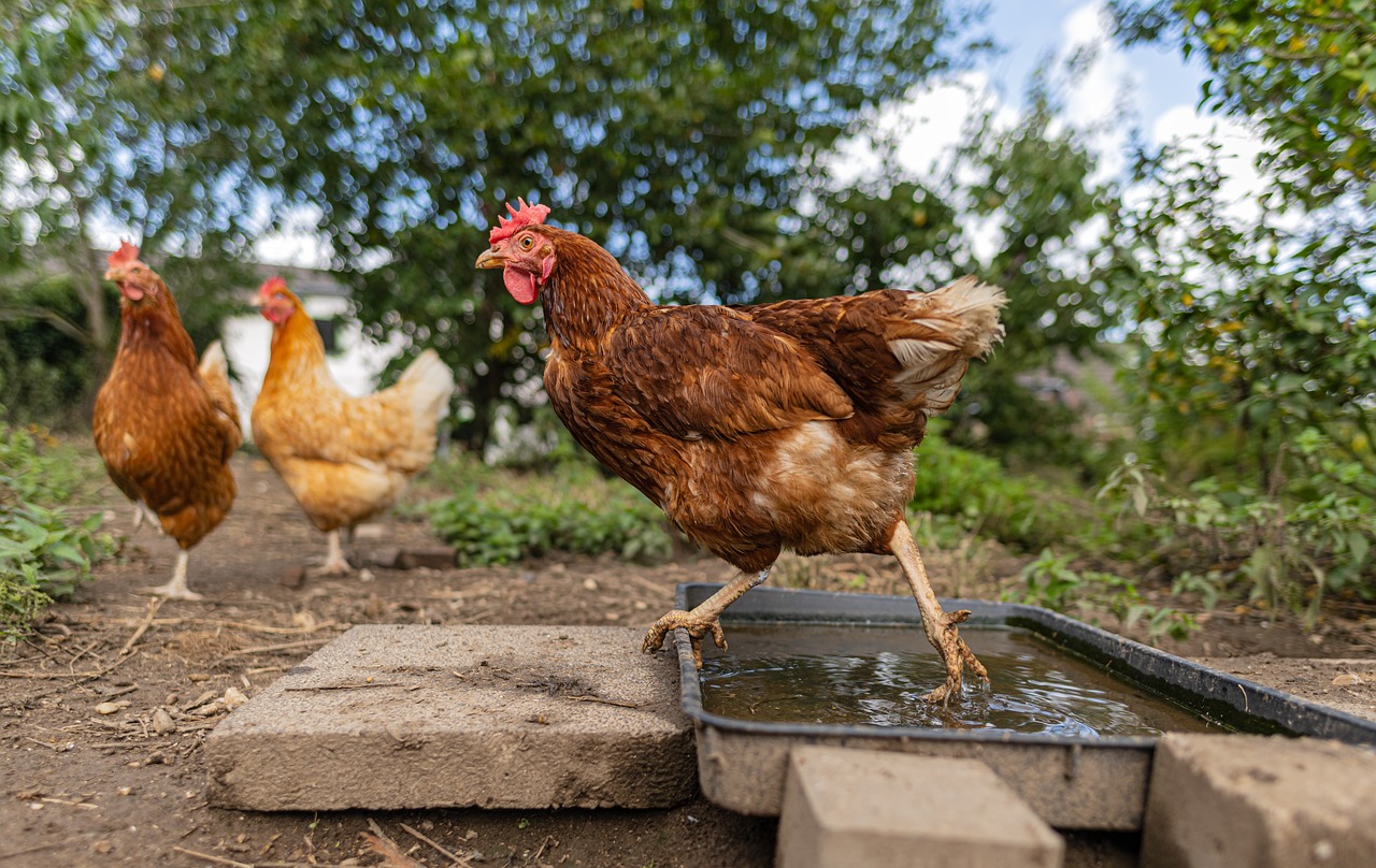 hens-5548388_1280