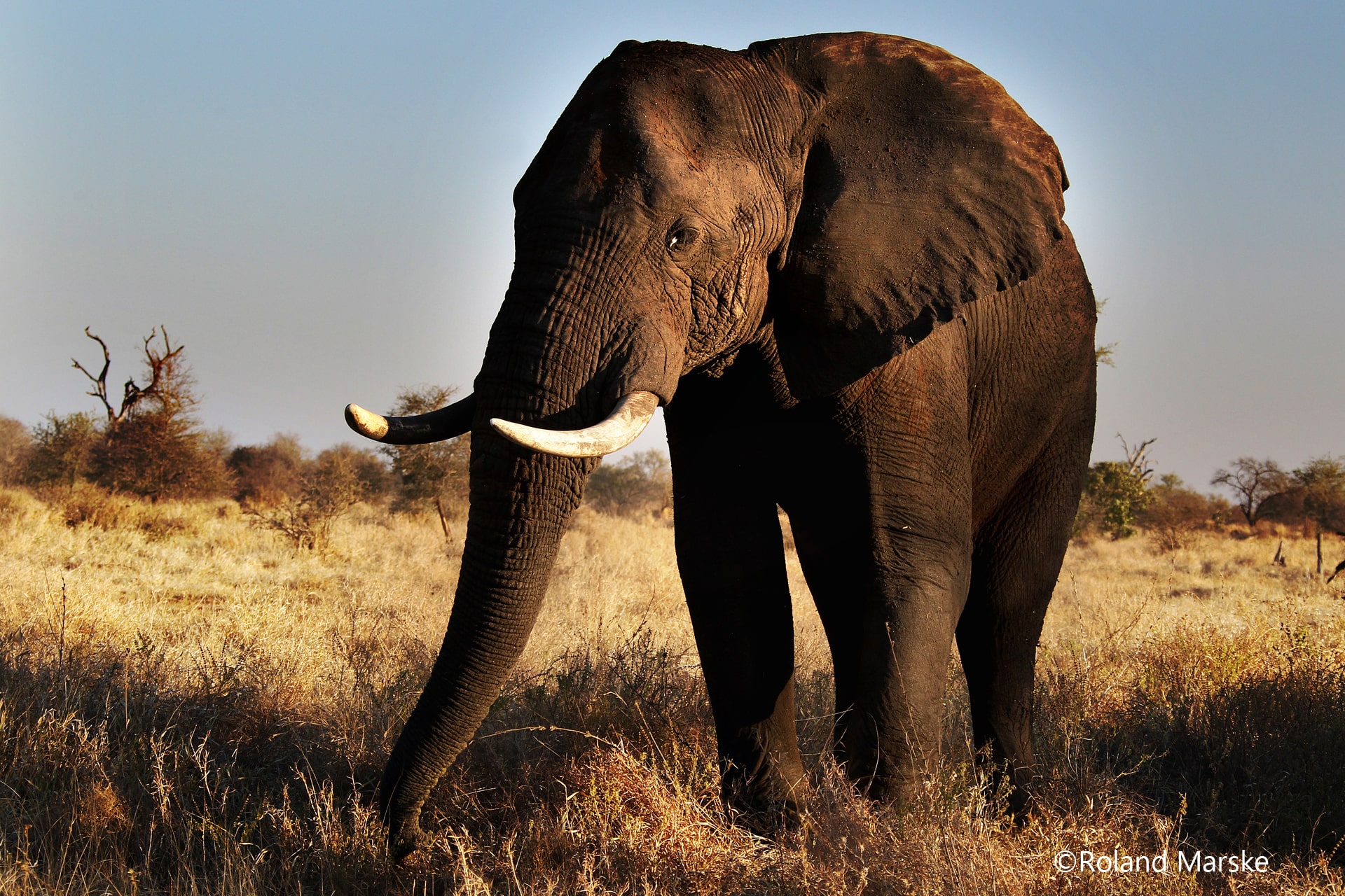 Pressebild Südafrika, Elefant