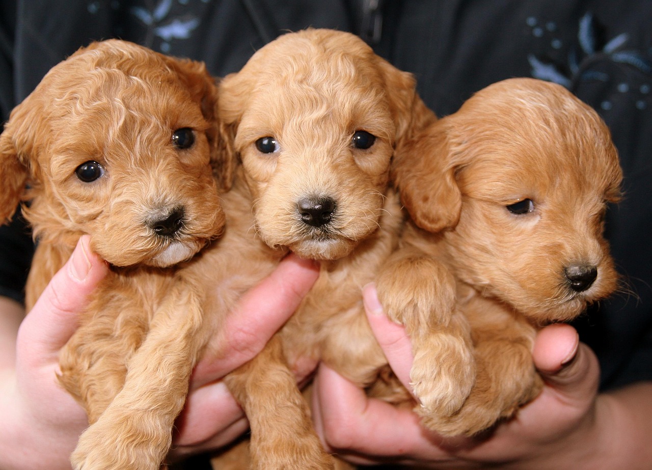puppies-688425_1280