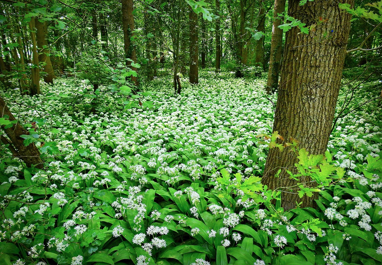 mabelamber-wild-garlic-5148793_1280