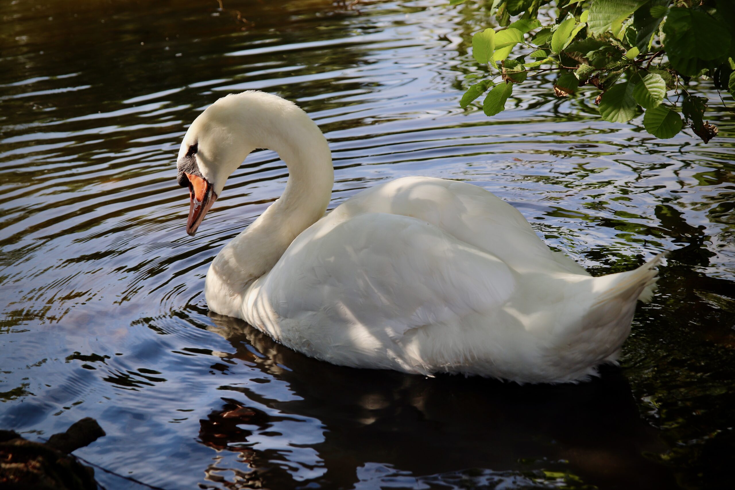 nennieinszweidrei-mute-swan-7442838