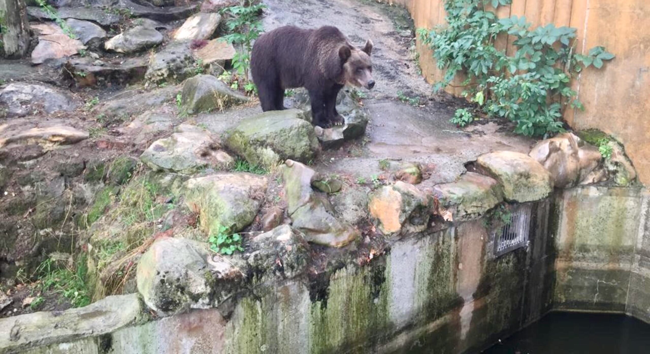 Thale, Germany | 2025 10 30 | Bear Teddy in Tierpark Westerhausen, Germany