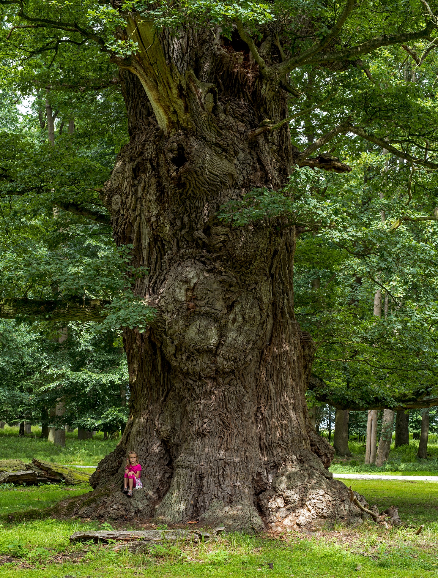 Eiche-in-Ivenack_JeroenPater