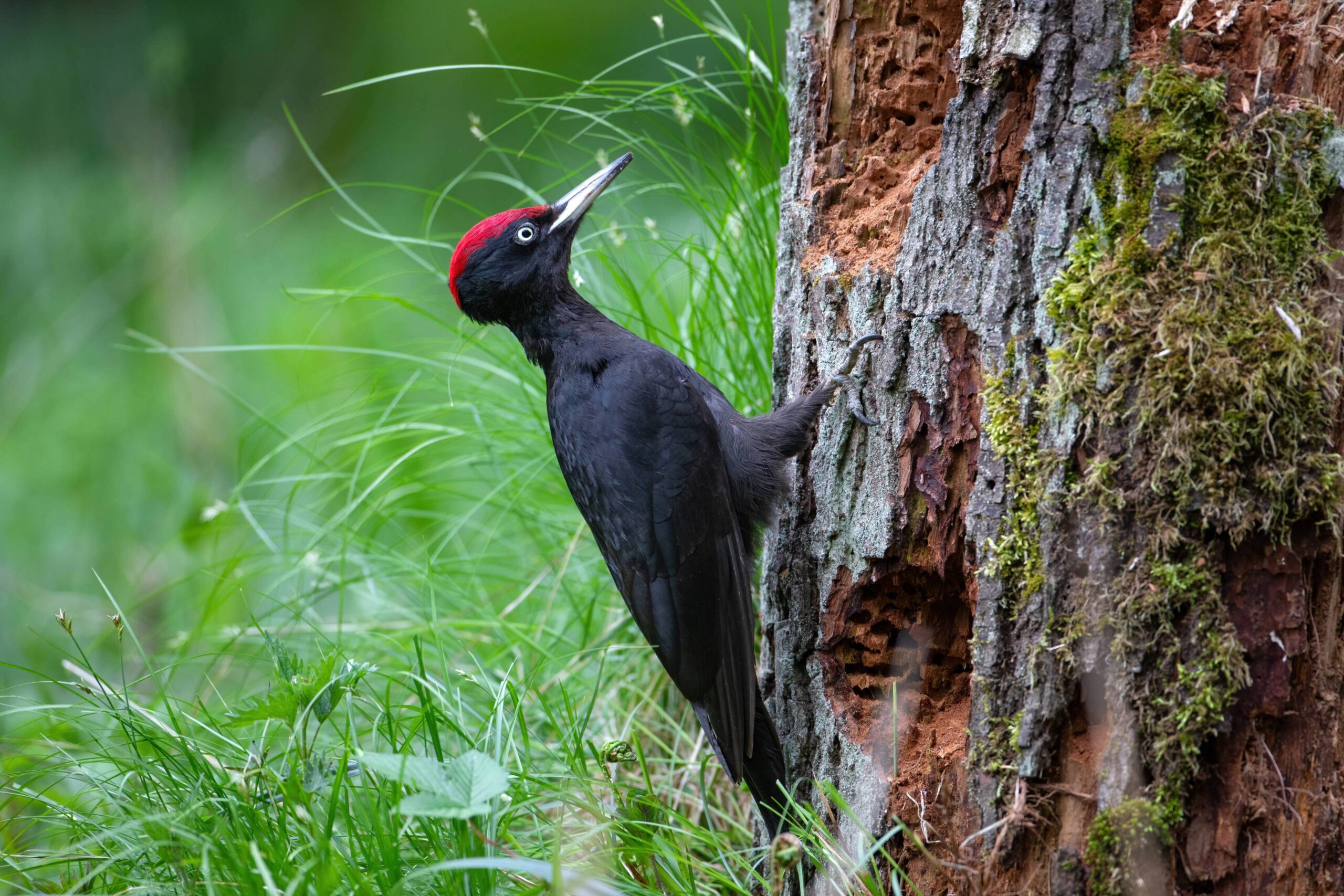 Norddeutsche_Naturfototage_2026_Schwarzspecht_OliverRichter