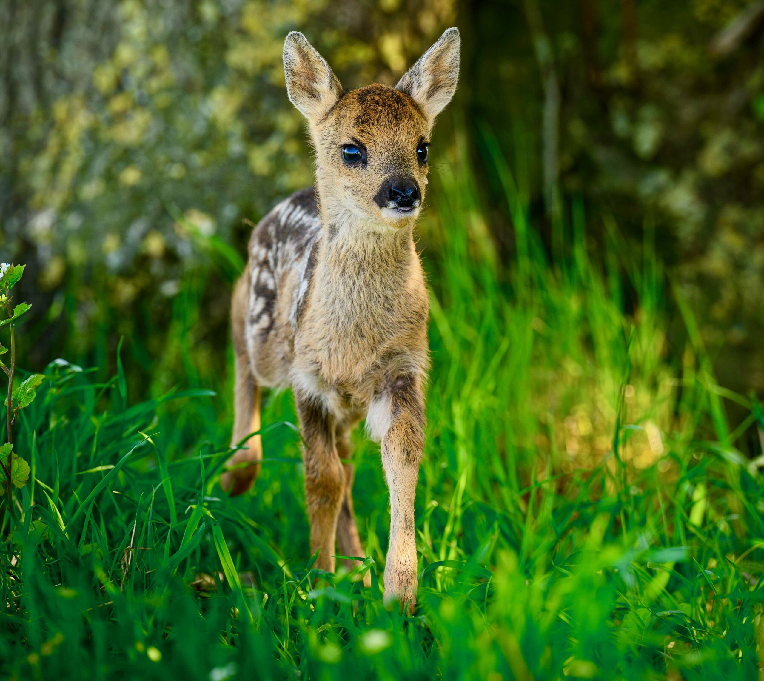 Rehkitz@DeutscheWildtierrettung